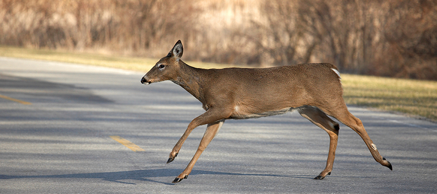 Deer crossing the road